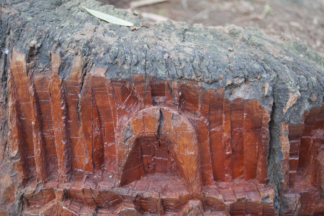 Troncos tallados