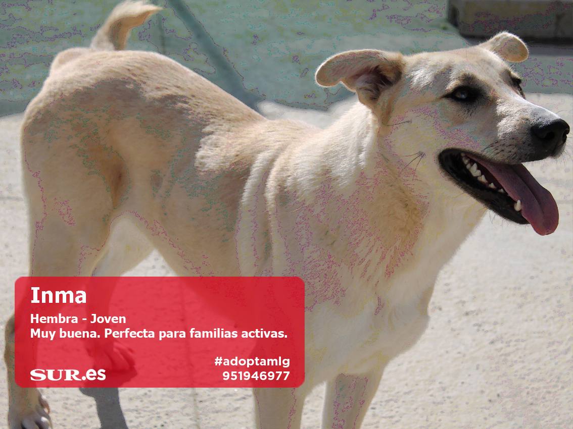 Perros buscan casa. #AdoptaMLG