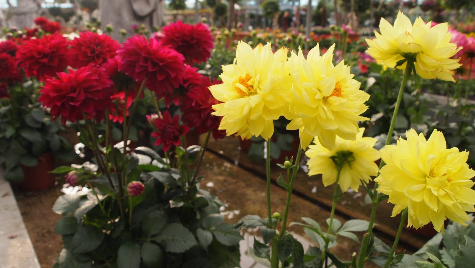 Comienza la época de plantación de bulbos