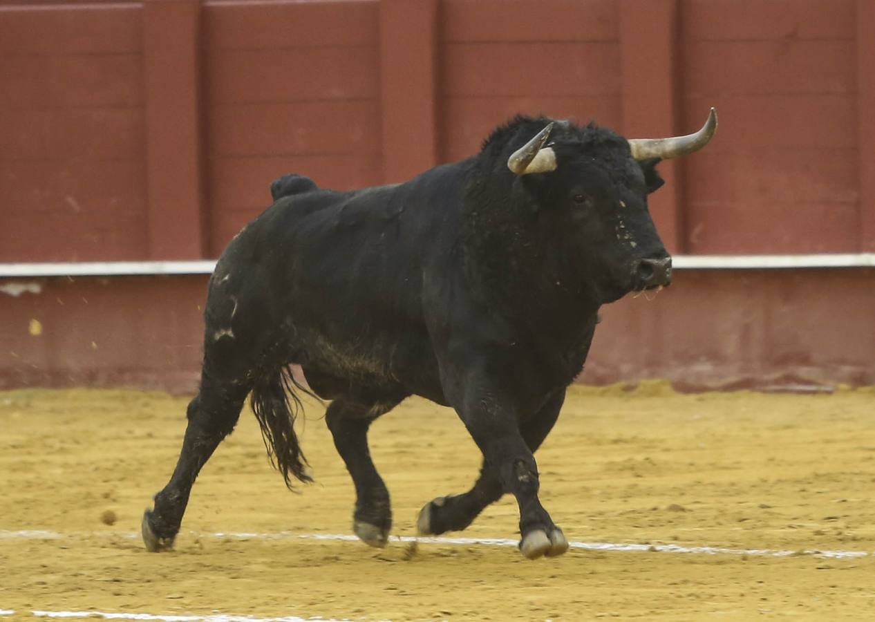 Perera corta una oreja en Málaga