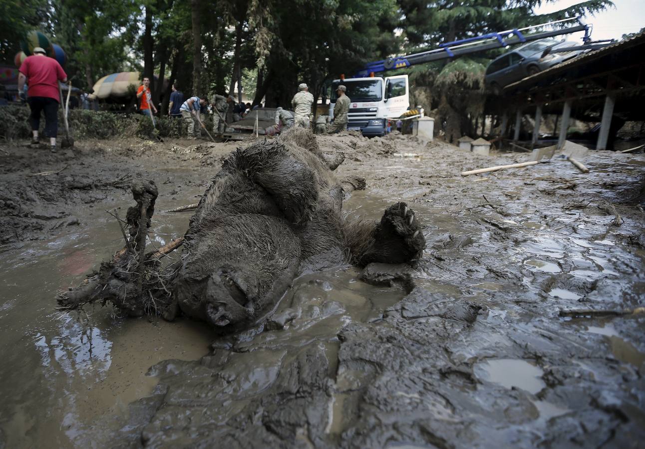 Todo vuelve a la normalidad en el zoo de Georgia, tras las inundaciones