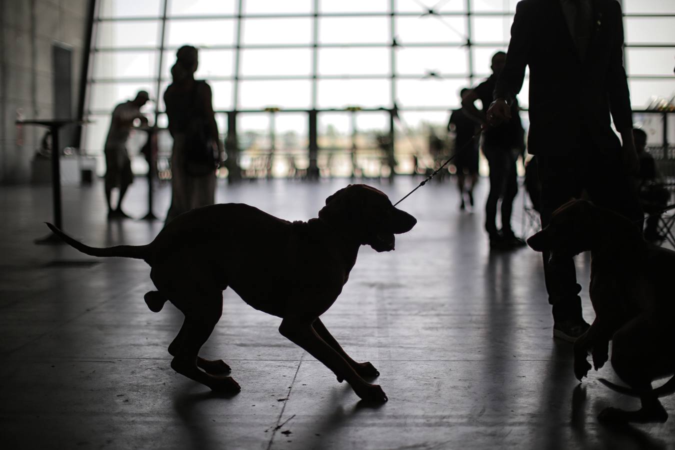 Turín celebra su exposición canina internacional