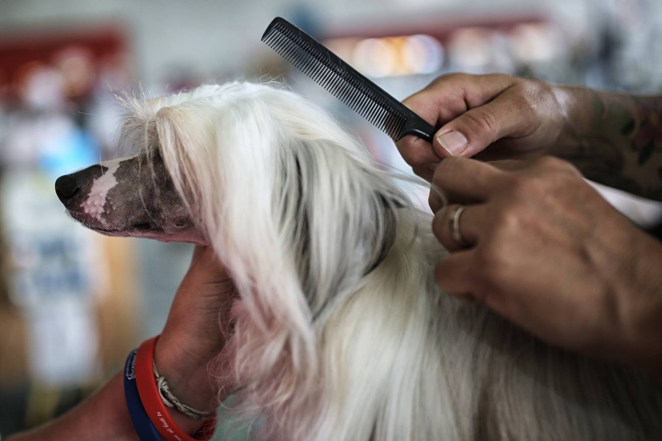 Turín celebra su exposición canina internacional
