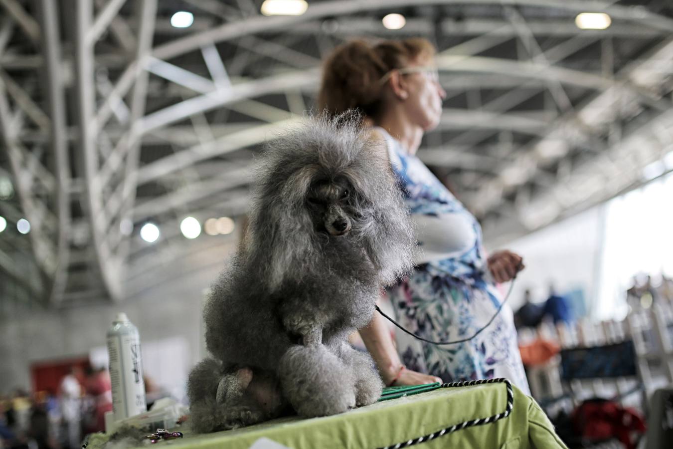 Turín celebra su exposición canina internacional