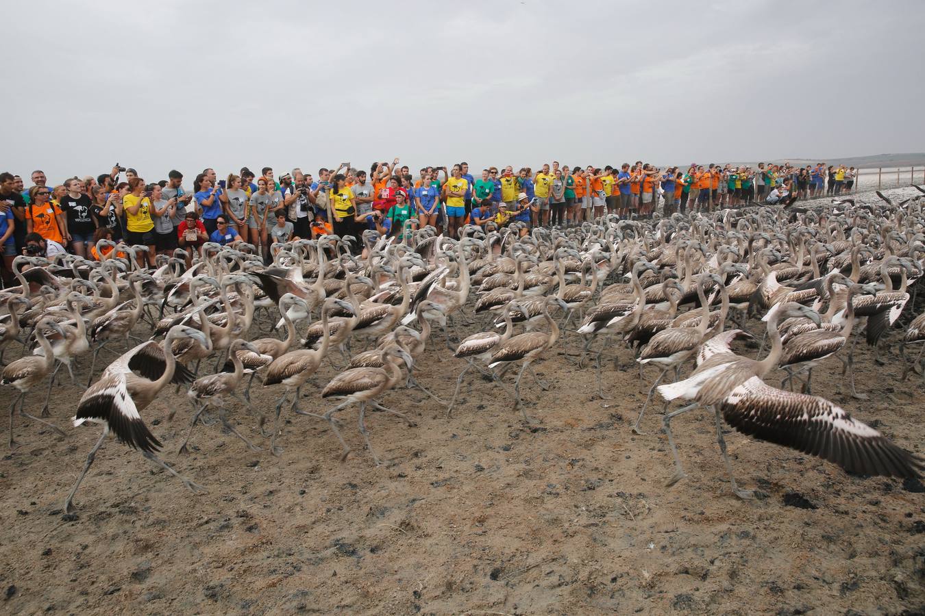 Anillamiento de pollos de flamenco en la laguna de Fuente de Piedra