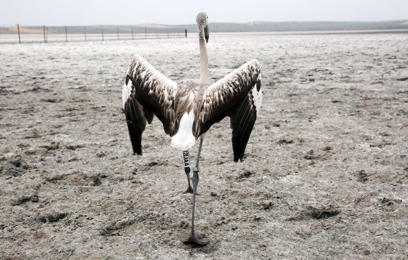 Anillamiento de pollos de flamenco en la laguna de Fuente de Piedra