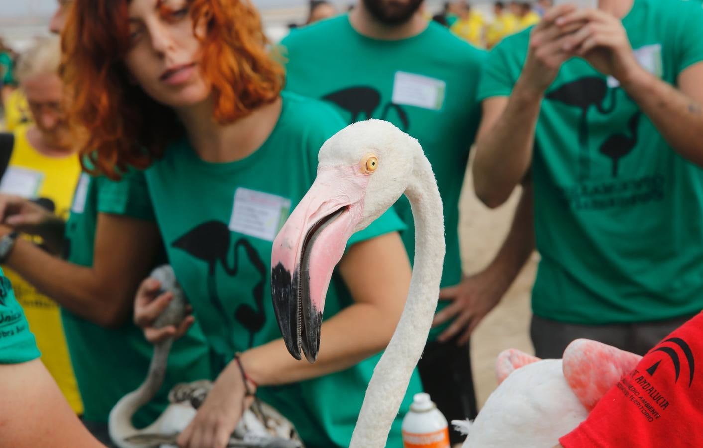 Anillamiento de pollos de flamenco en la laguna de Fuente de Piedra