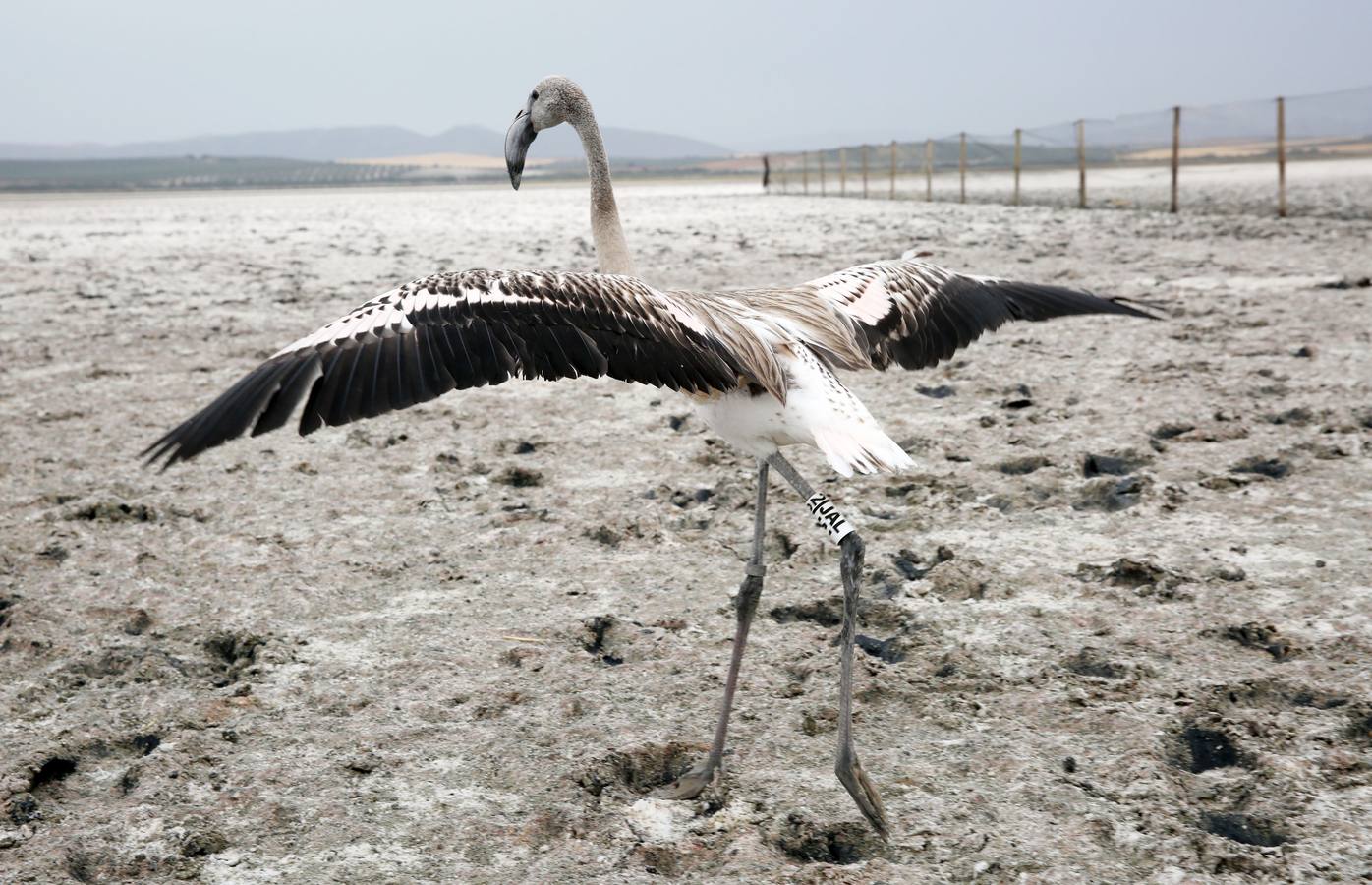 Anillamiento de pollos de flamenco en la laguna de Fuente de Piedra