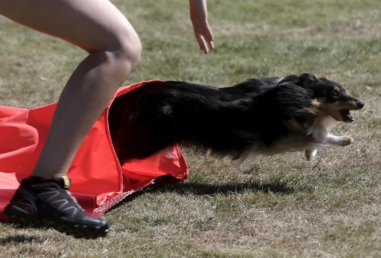 Las mascotas más ágiles se ven las caras en Riga