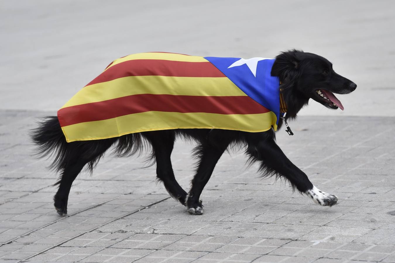 Un perro vestido para la ocasión. Un perro pasea por las calles de Barcelona con una bandera independentista como vestuario. Una de las notas de color de la celebración de la Diada