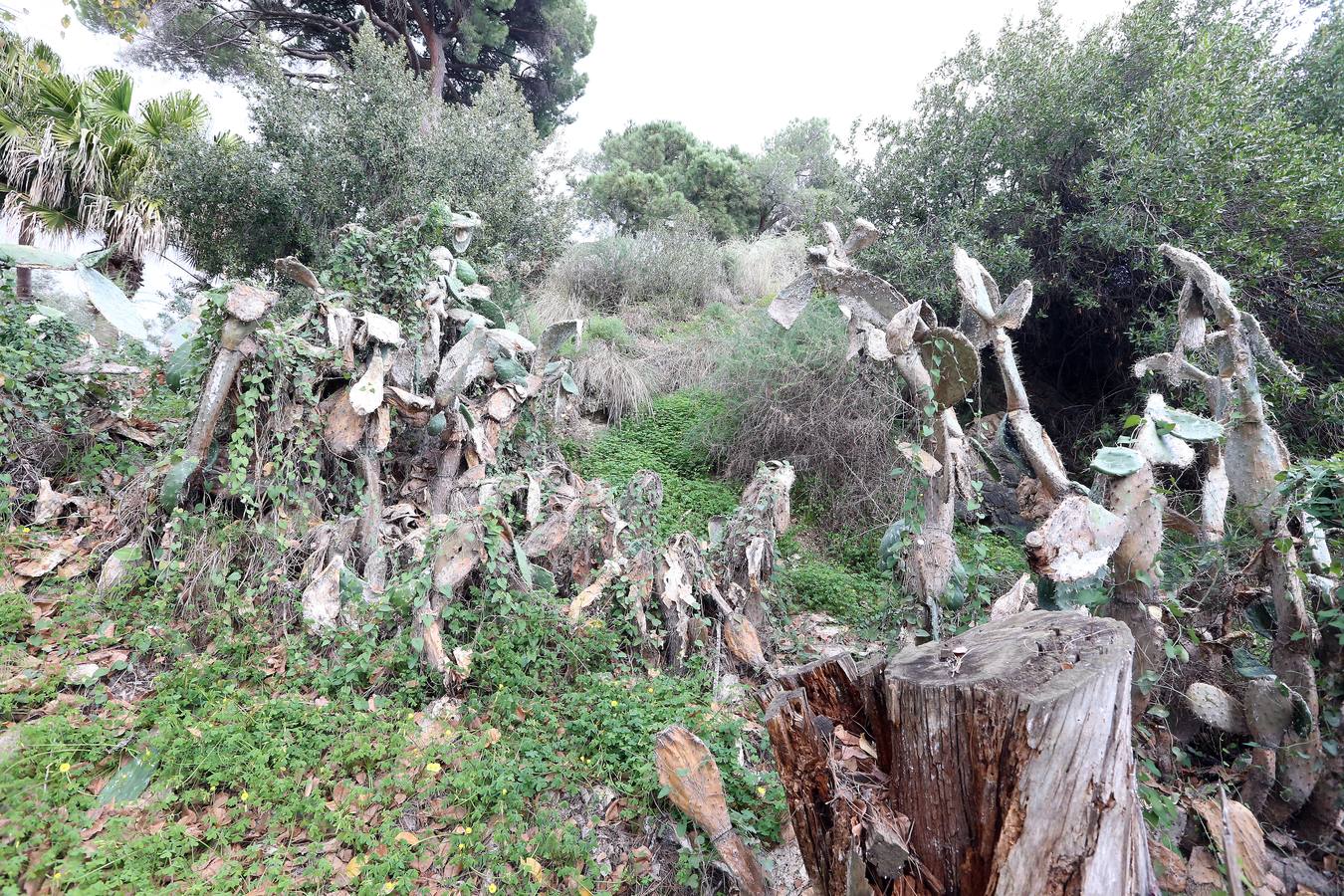 Imágenes del estado que presenta La Concepción