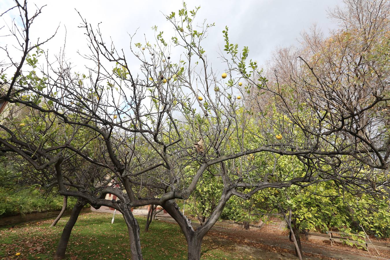 Imágenes del estado que presenta La Concepción