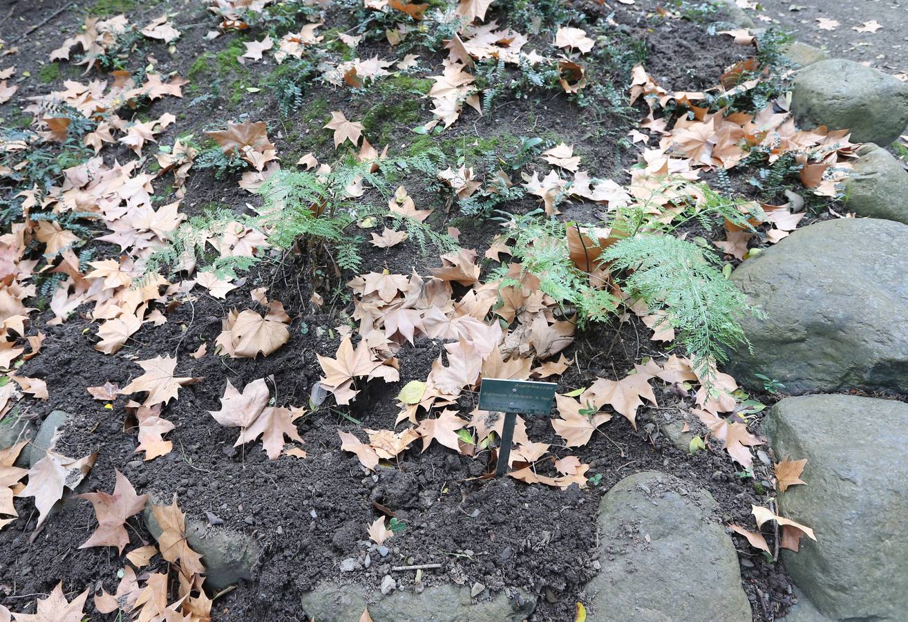 Imágenes del estado que presenta La Concepción