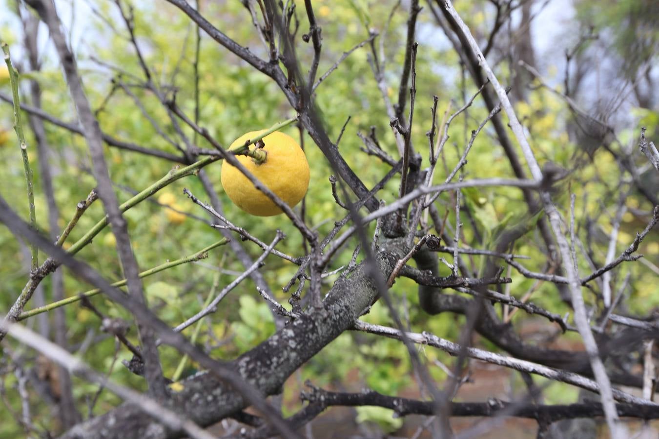 Imágenes del estado que presenta La Concepción