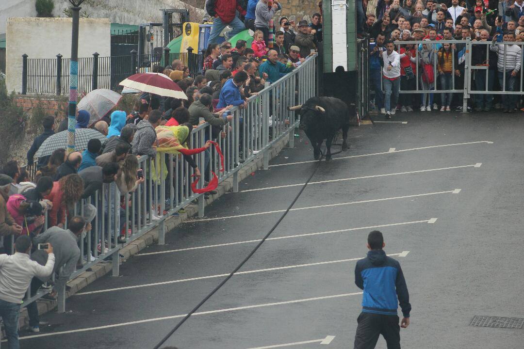 El Toro de cuerda de gaucín, en imágenes