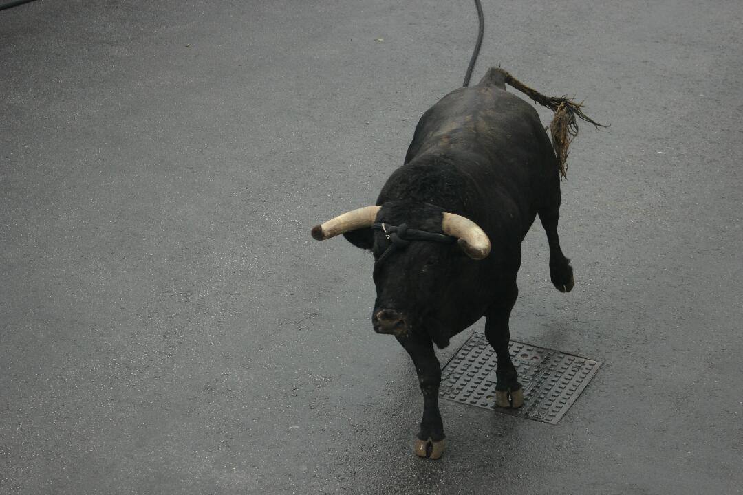 El Toro de cuerda de gaucín, en imágenes