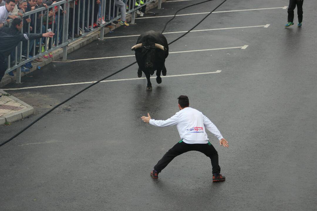 El Toro de cuerda de gaucín, en imágenes