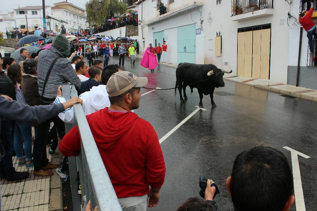 El Toro de cuerda de gaucín, en imágenes