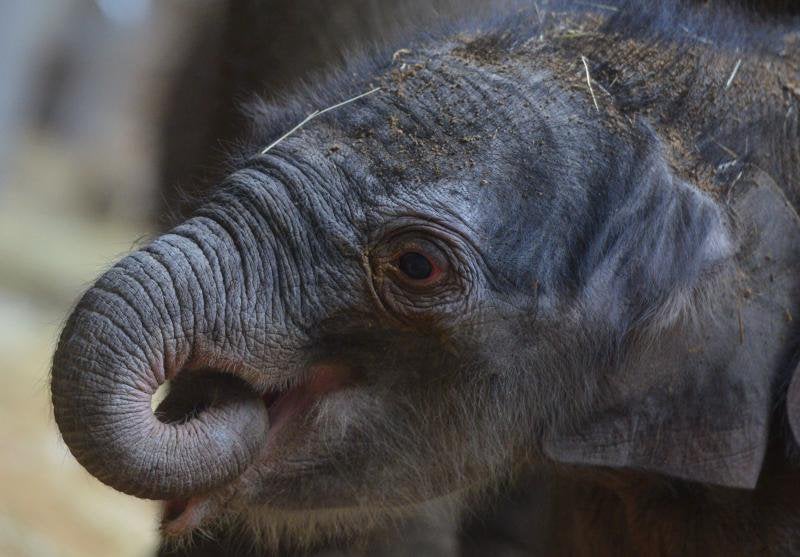 Un nuevo residente en el zoo de Praga