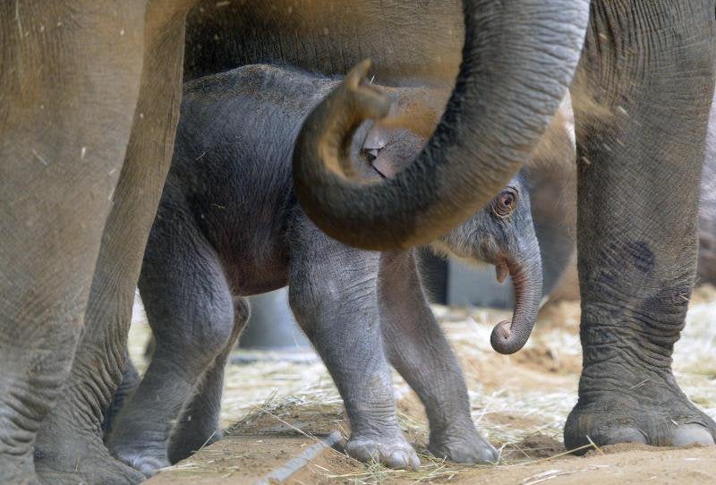 Un nuevo residente en el zoo de Praga