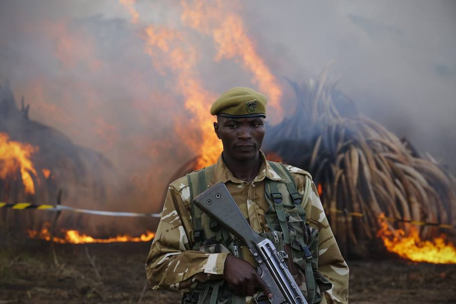 Kenia declara la guerra a los furtivos quemando 105 toneladas de marfil