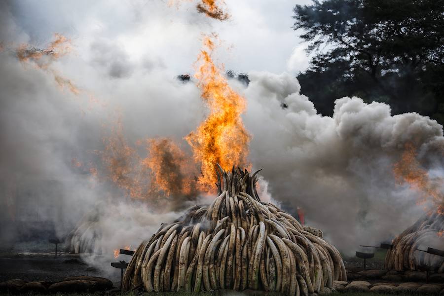 Kenia declara la guerra a los furtivos quemando 105 toneladas de marfil