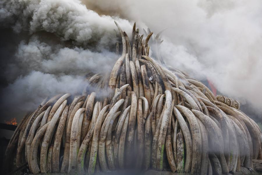 Kenia declara la guerra a los furtivos quemando 105 toneladas de marfil