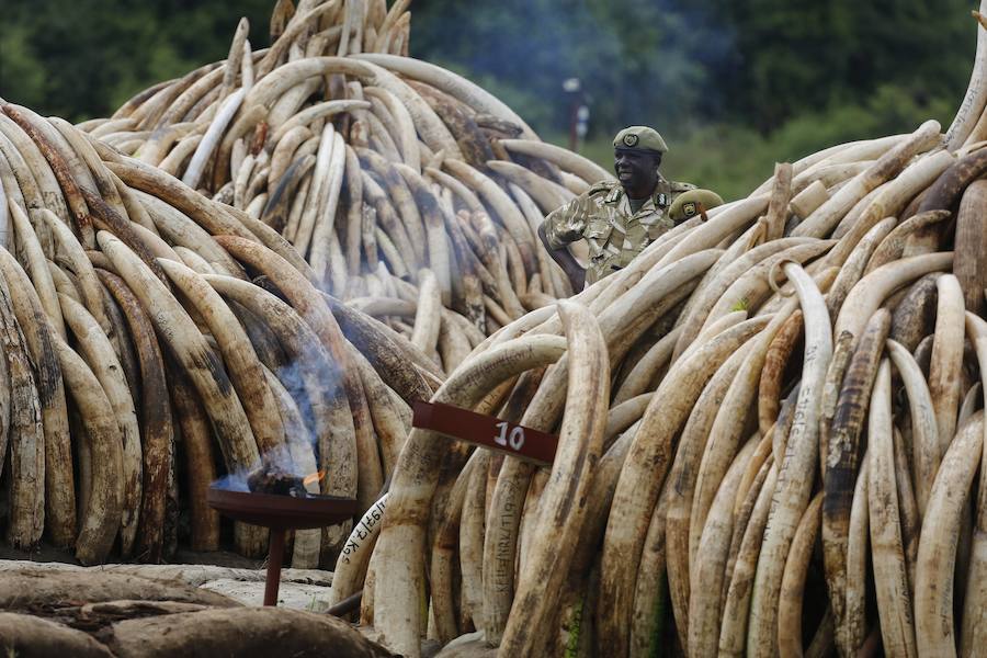 Kenia declara la guerra a los furtivos quemando 105 toneladas de marfil