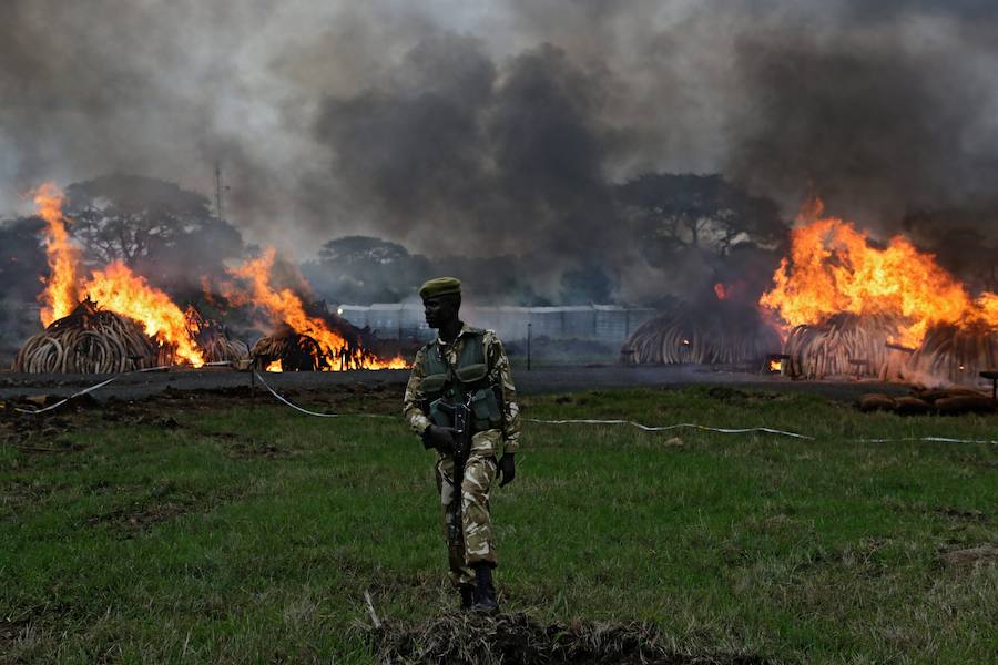 Kenia declara la guerra a los furtivos quemando 105 toneladas de marfil