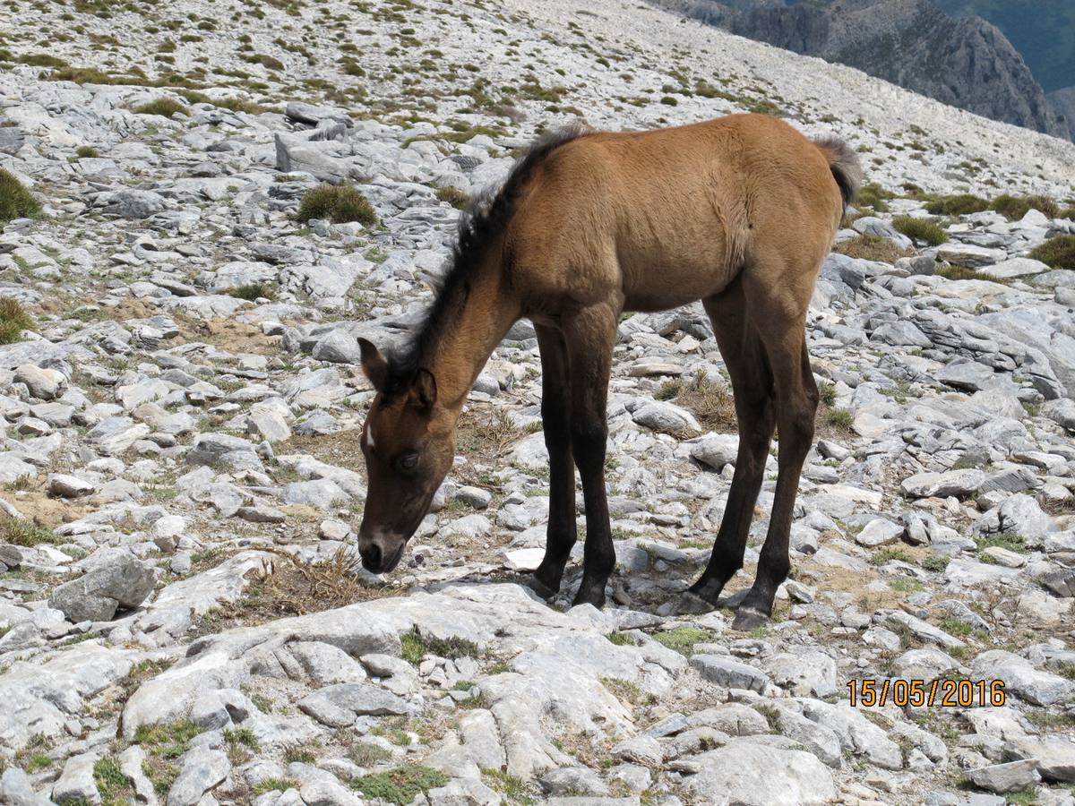 Imágenes de los caballos abandonados en el pico de La Maroma