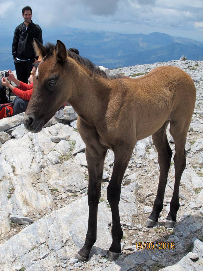 Imágenes de los caballos abandonados en el pico de La Maroma