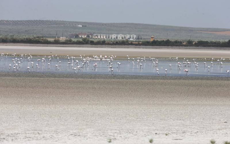 Fotos de la Laguna de Fuente de Piedra, que se queda sin crías de flamencos