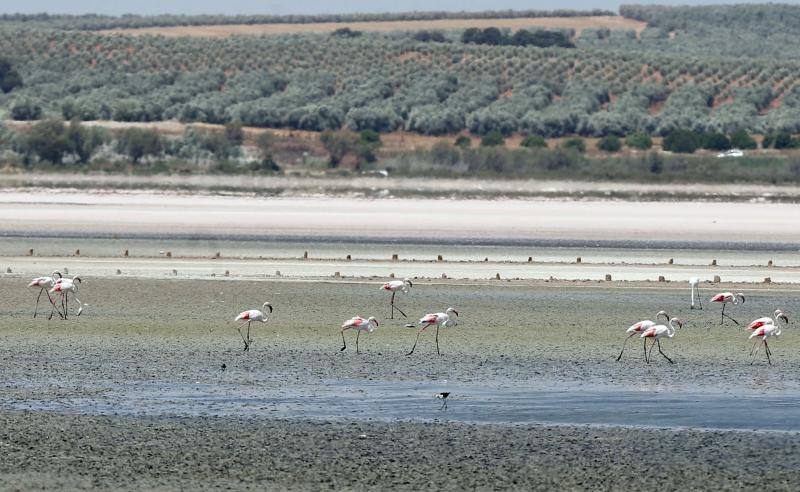 Fotos de la Laguna de Fuente de Piedra, que se queda sin crías de flamencos