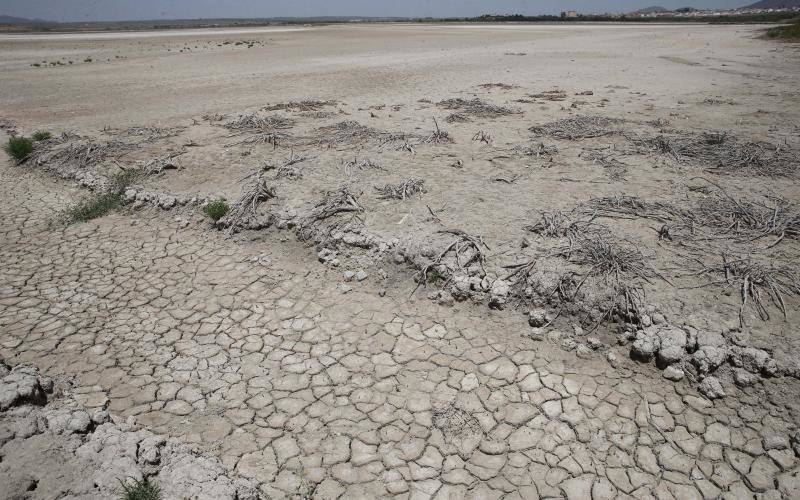 Fotos de la Laguna de Fuente de Piedra, que se queda sin crías de flamencos