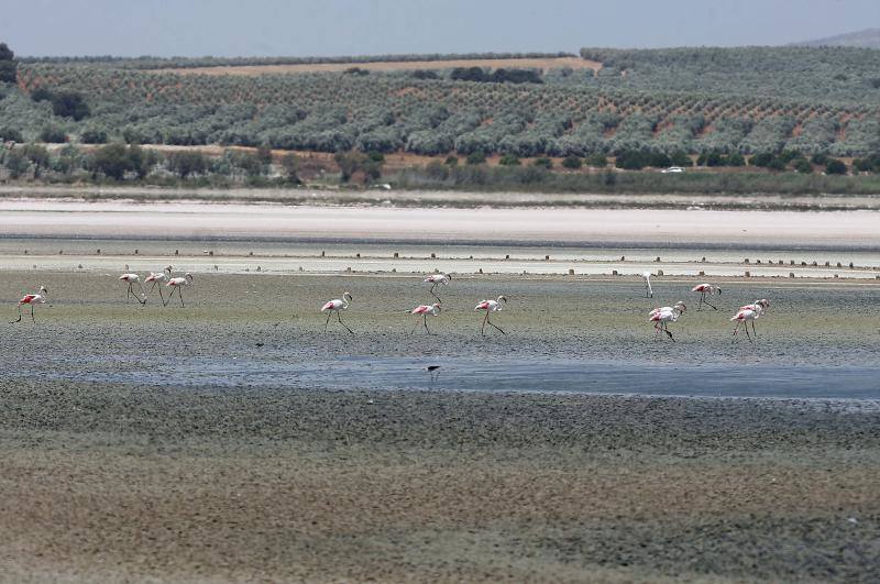 Fotos de la Laguna de Fuente de Piedra, que se queda sin crías de flamencos