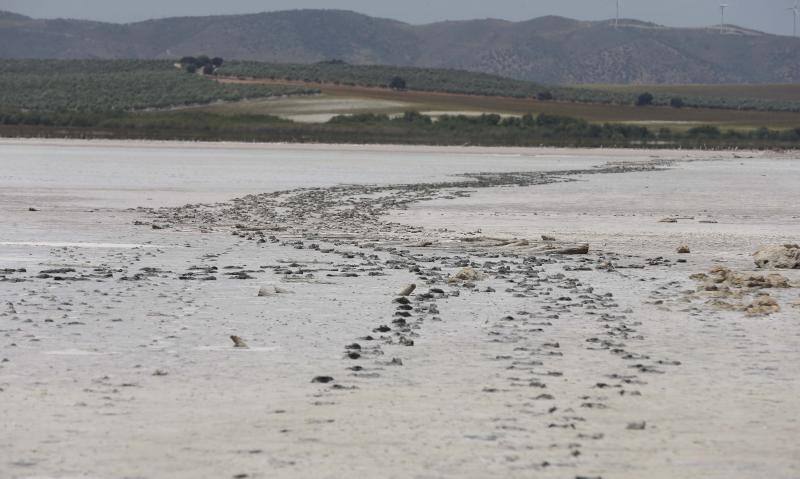 Fotos de la Laguna de Fuente de Piedra, que se queda sin crías de flamencos