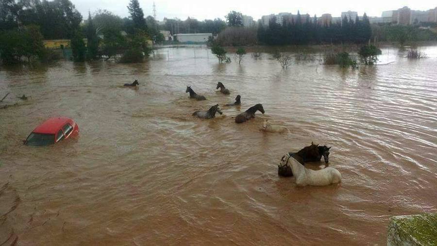 Caballos a la deriva en Mijas