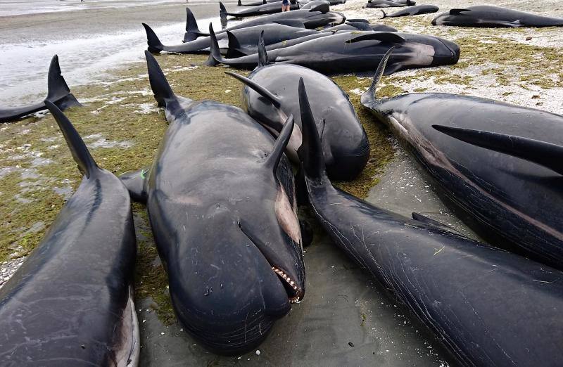 Los voluntarios se movilizan en Nueva Zelanda para salvar a las ballenas, en fotos