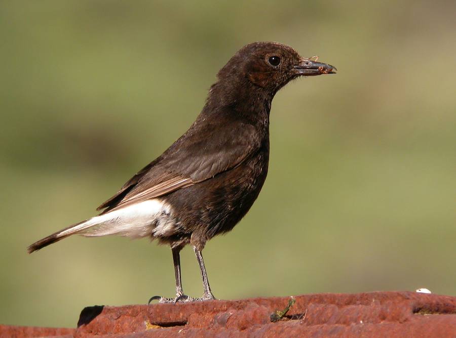 Collalba negra.