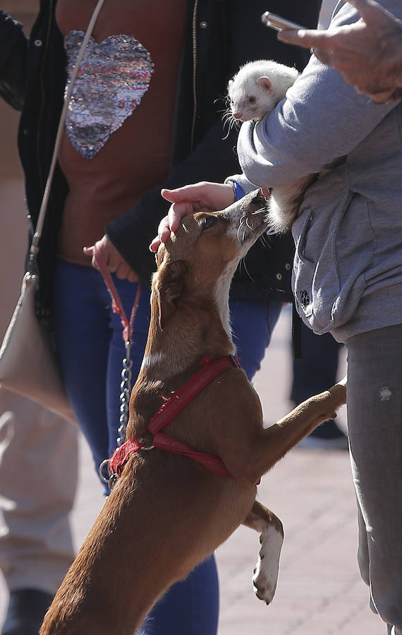 La manifestación de la Protectora de animales de Málaga, en imágenes