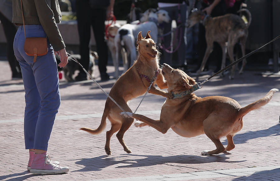 La manifestación de la Protectora de animales de Málaga, en imágenes
