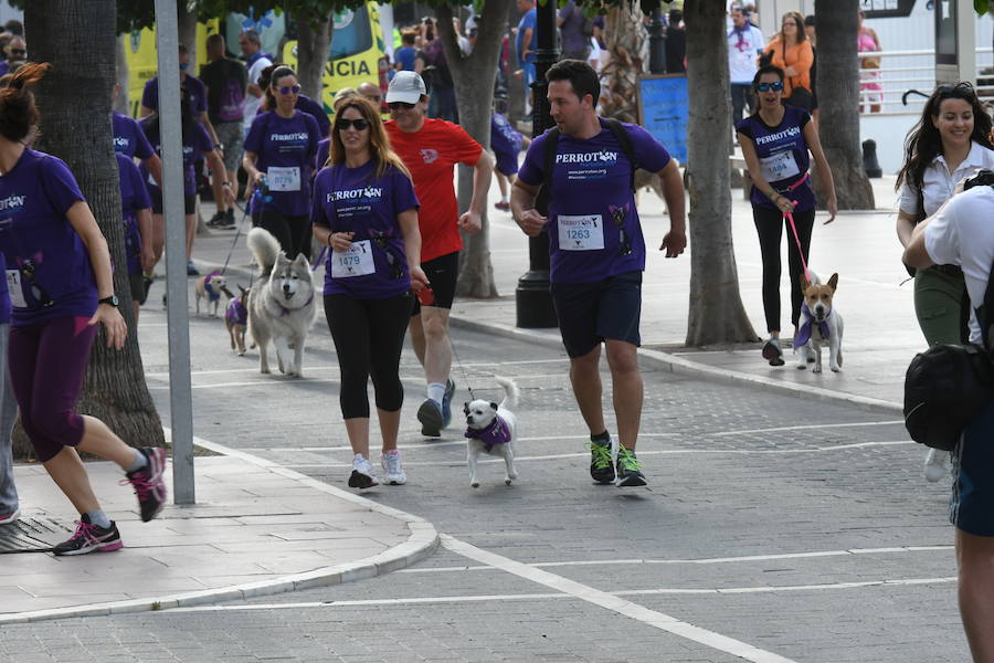 La primera edición andaluza del Perrotón, en Marbella, en fotos