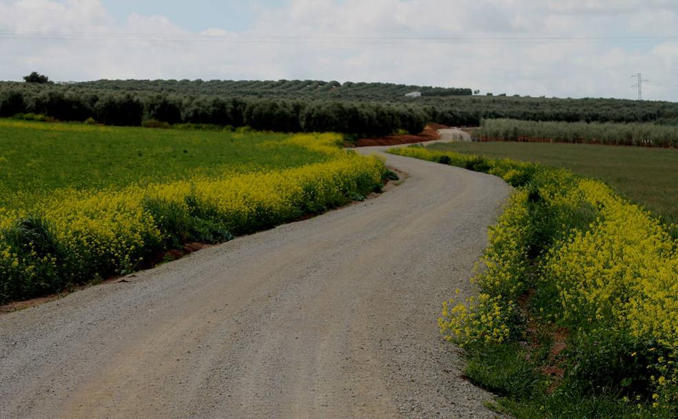 La mayor parte del camino discurre entre cultivos tradicionales o ecológicos