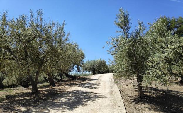 Parte del camino discurre entre olivos