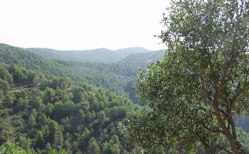 En esta ruta se puede disfrutar de un espeso bosque mediterráneo