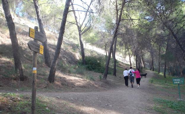 Imagen principal - El camino discurre durante buena parte por un frondoso pinar | Las señales de la ruta pueden estar incluso pintadas en algún árbol | Vista panorámica de Pizarra.