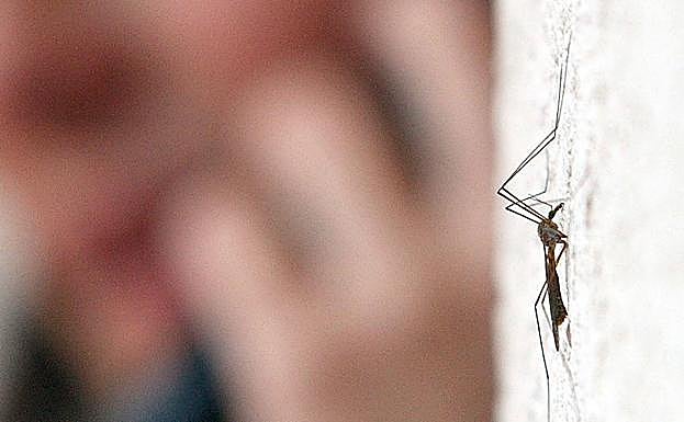 Las especies que están proliferando en la provincia son más agresivas que el mosquito común.