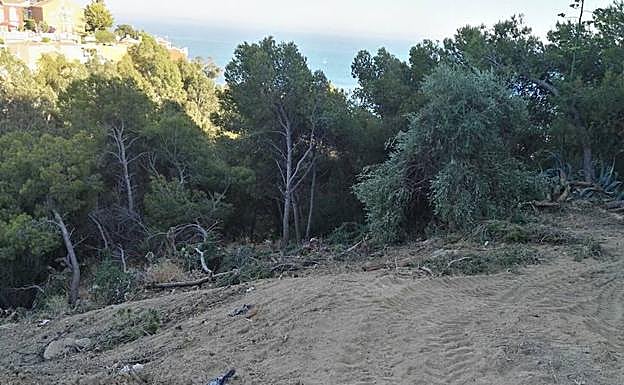 Vecinos denuncian una tala «excesiva» de pinos en el monte Gibralfaro ...