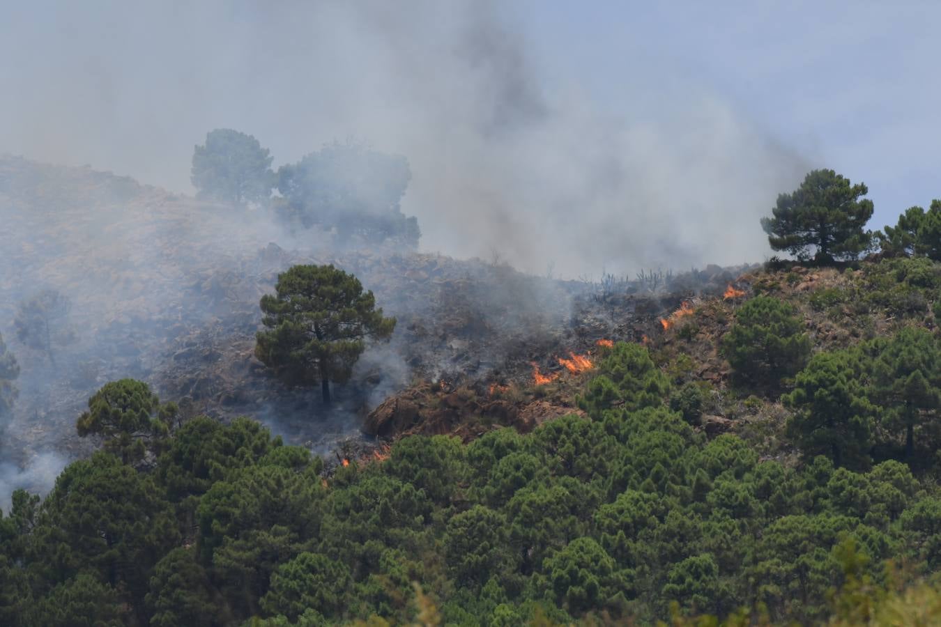 Tres helicópteros y medio centenar de bomberos luchan contra el incendioregistrado este domingo al norte de La Zagaleta (Fotos: Josele-Lanza / Infoca)
