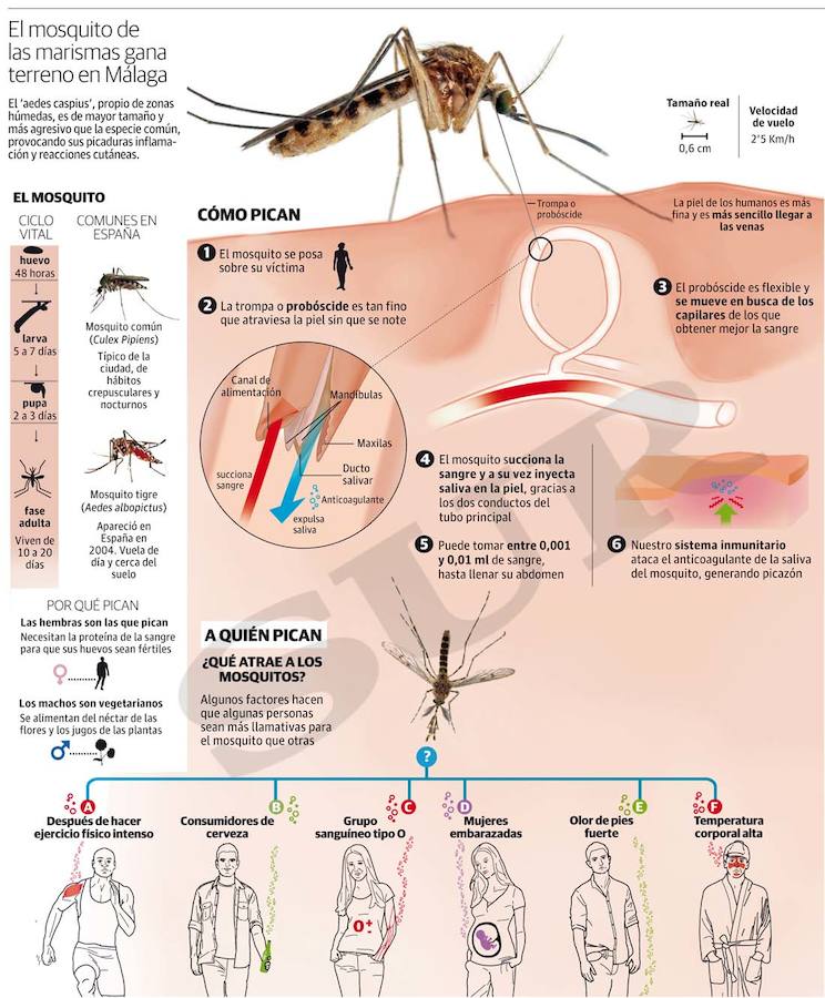 El ‘aedes caspius’, propio de zonas húmedas, es de mayor tamaño y más agresivo que la especie común, provocando sus picaduras inflamación y reacciones cutáneas.